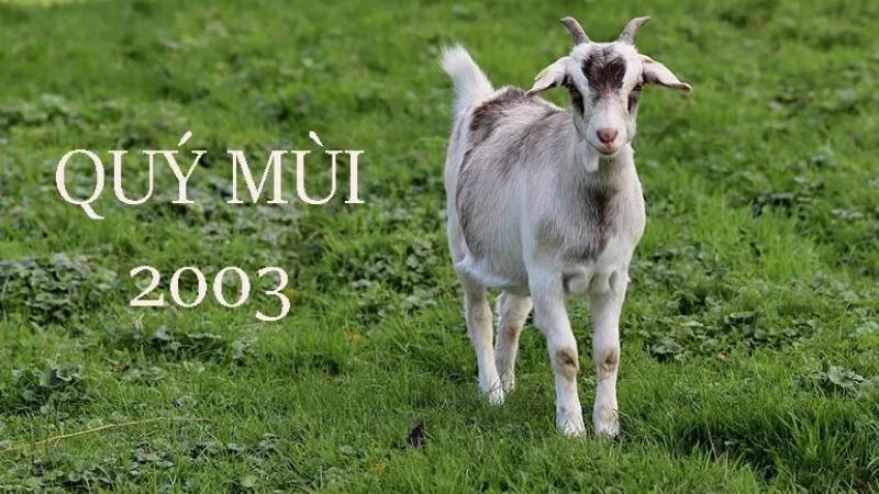 Chọn màu phong thủy mang lại may mắn cho người tuổi Quý Mùi năm 2023